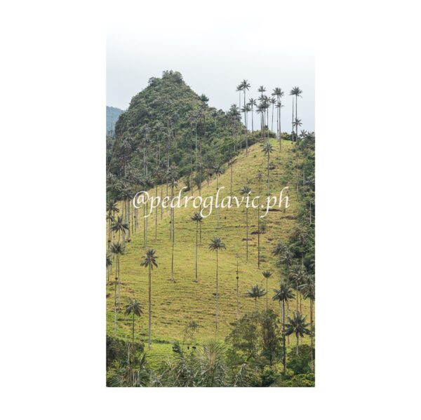 Valle del Cocora