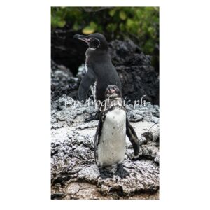 Pinguinos de Galapagos