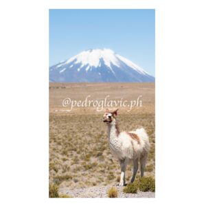 Una Llama en el altiplano Chileno
