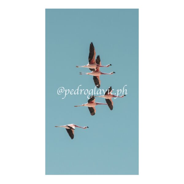 Flamencos volando