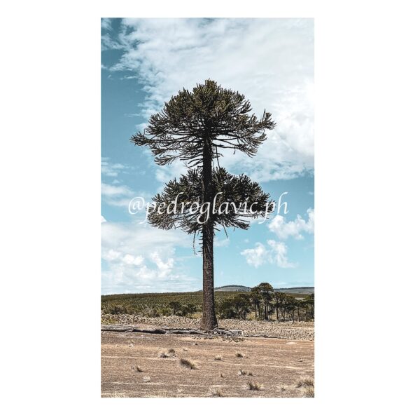 Araucaria solitaria