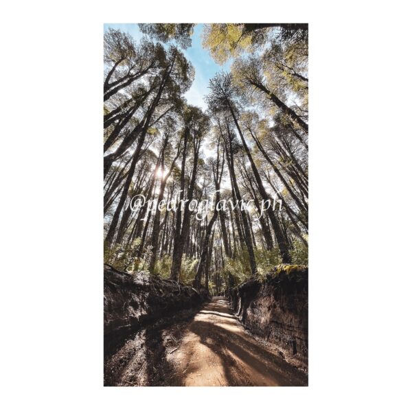 Bosque del PN. Conguillio