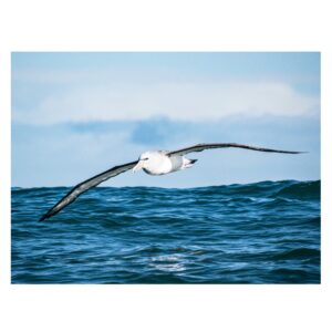 Albatro Salving 30x40 cm