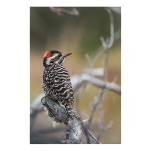 Carpinterito 20x30 cm