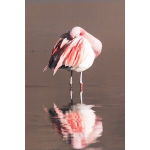 Flamenco Chileno 20x30 cm