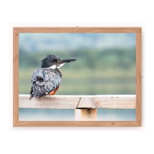 Cuadro Martín Pescador (sin paspartú)