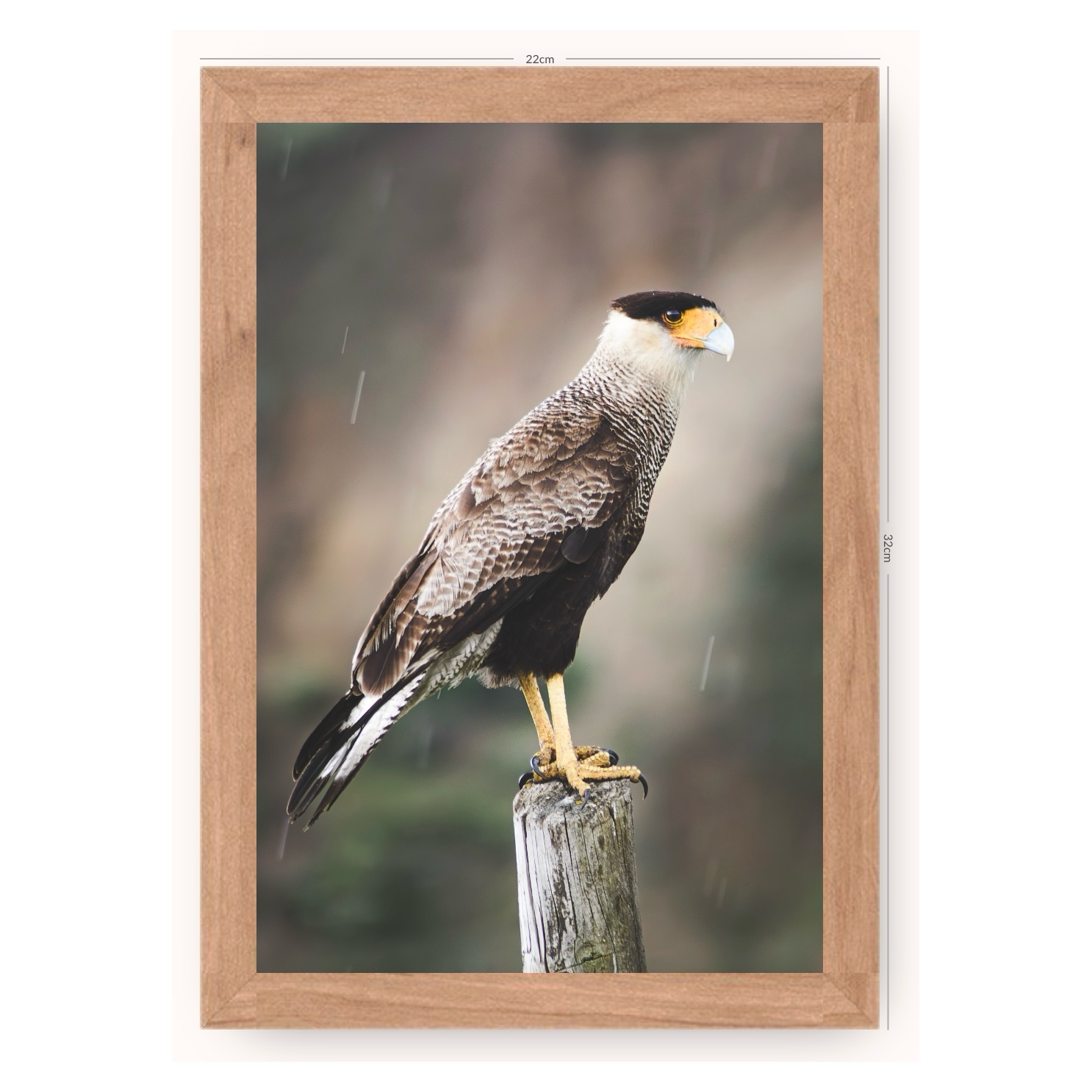 Cuadro Carancho (sin paspartú)