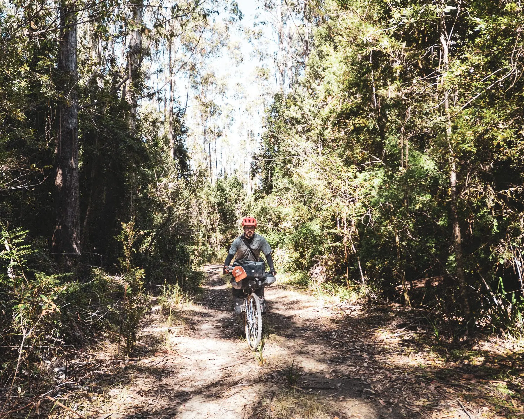 Camino entre la vegetación del bosque