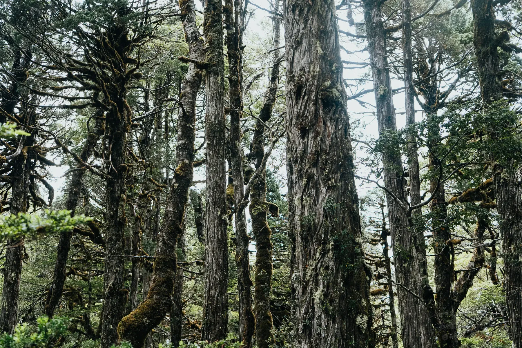 Interior del bosque de alerces