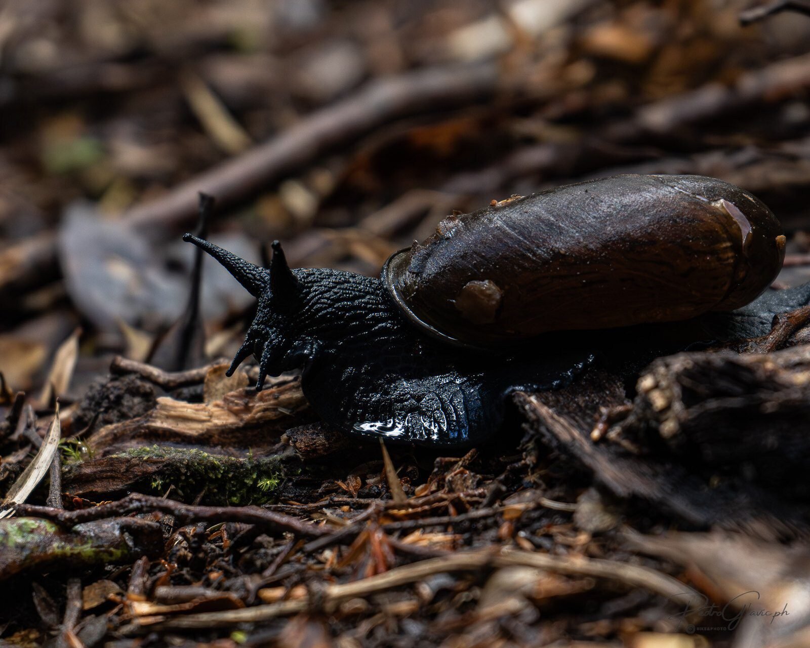 Pequeño anfibio entre la hojarasca del bosque