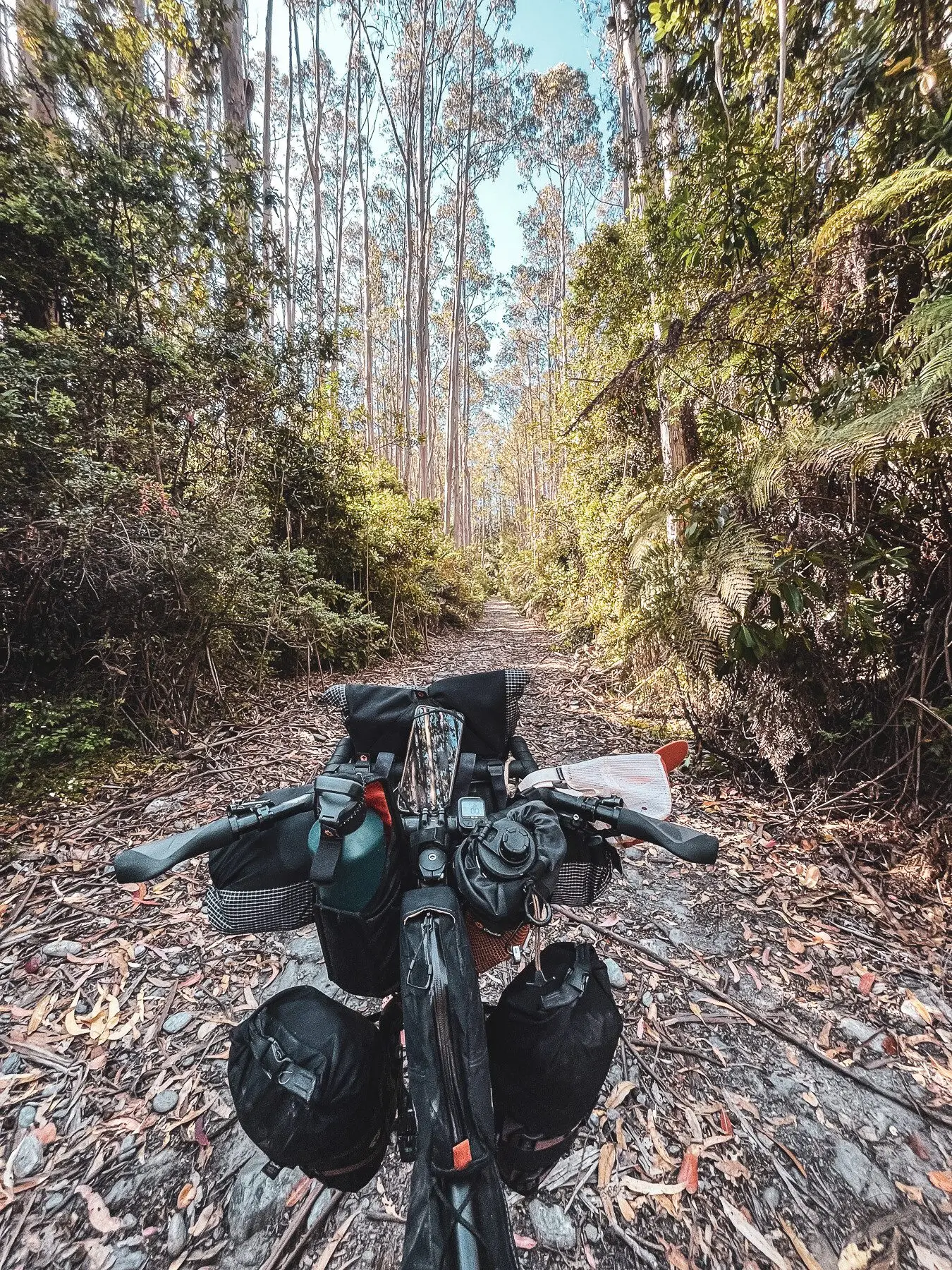 Bicicleta en un sendero húmedo y cubierto de vegetación